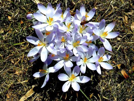 Crocus tommasinianus