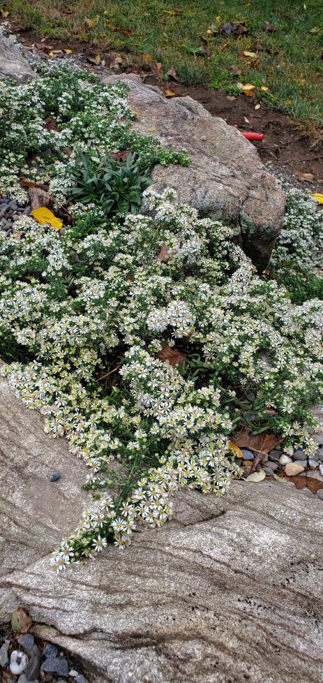 Symphyotrichum ericoides tumbling over the rocks 