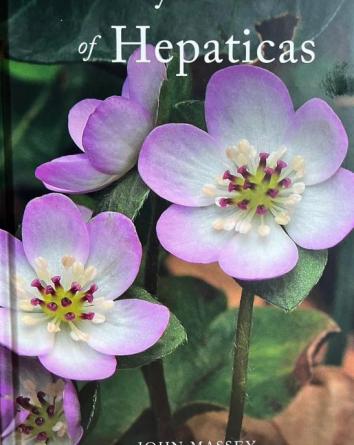 My Worldof Hepaticas