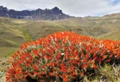Anarthrophyllum desideratum