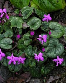 Cyclamen coum