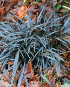 Ophiopogon planiscapus 'Nigrescens'