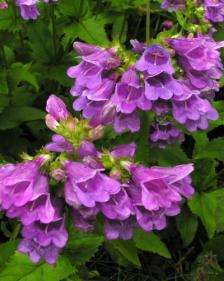 Penstemon serrulatus