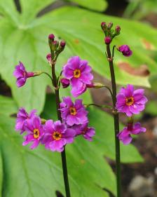 Primula poissonii