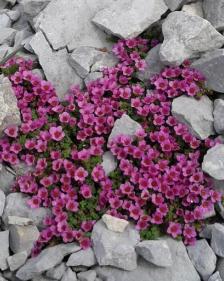 Saxifraga oppositifolia