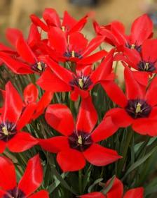 Tulipa linifolia 'Red Gem'