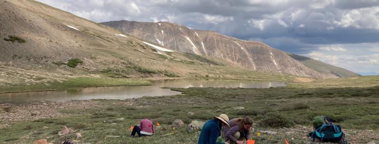 Collecting seed on Horseshoe Mountain, Colorado