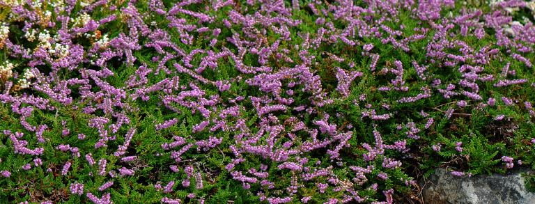 Calluna vulgaris  ‘Indian Thick Rug’