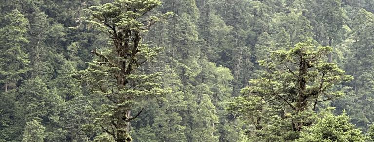 Abies spectabilis forest 