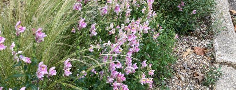 The hell strip garden bed in its second summer