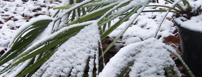 Trachycarpus nanus fronds covered with snow
