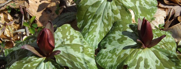 Trillium cuneatum