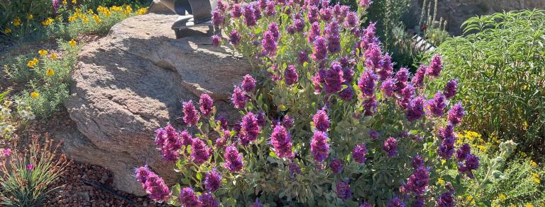 Salvia pachyphylla