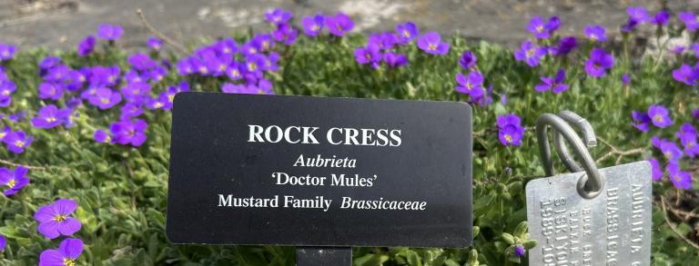 Flowering Aubrieta ‘Doctor Mules’ with accession and  display labels in place