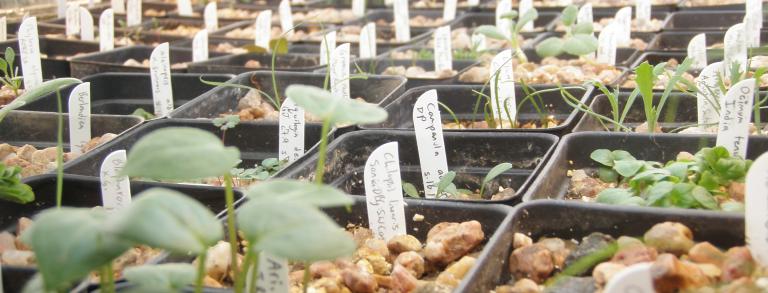 Home-grown rock garden plants:  biodiversity for the garden.