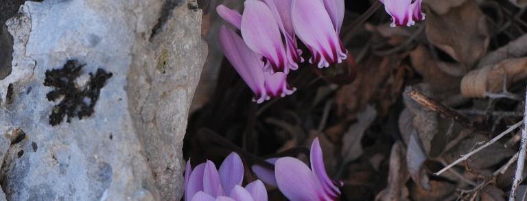 Cyclamen confusum