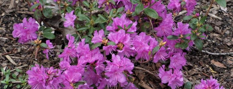 Rhododendron dauricum 'Nanum'