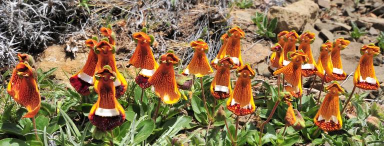 Calceolaria uniflora