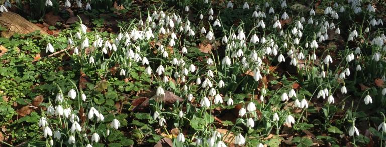 Massive plantings of Galanthus elwesii var. monostictus in full bloom in November