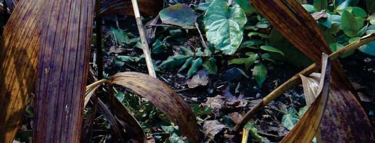 Bletilla leaves arching down over Polygonatum odoratum 'Variegatum'