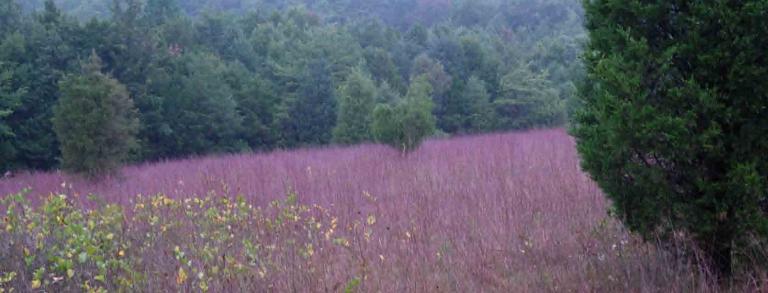 A serpentine savanna at New Texas Serpentine Barrens in Lancaster County, Pennsylvania with eastern red cedar (Juniperus virginiana) and little bluestem grass (Schizachyrium scoparium).