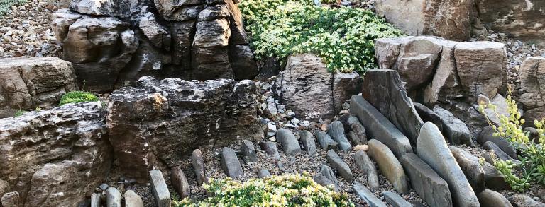 Teucrium montanum growing in a crevice bed.