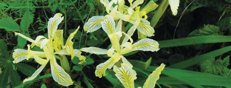 Iris chrysophylla, Siskiyou Mountains, Oregon