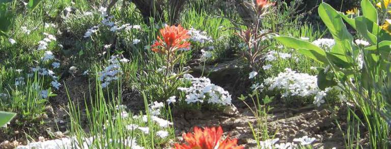 Subalpine Fens - Colorado Native Plant Society