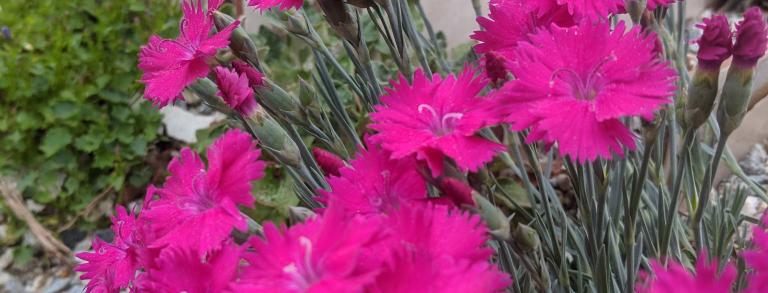 Dianthus ‘Red Penny’ 