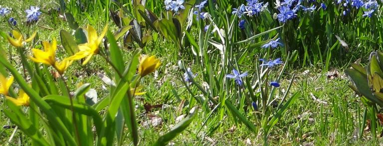 A bulb lawn in bloom