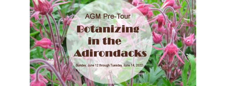 Botanizing in the Adirondacks