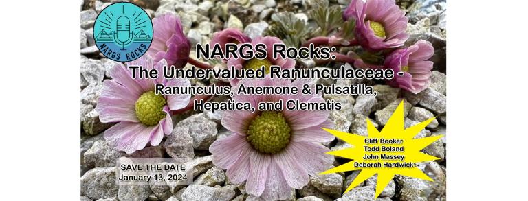 NARGS Rocks Ranunculaceae