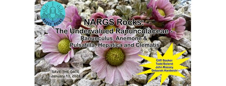 NARGS Rocks Ranunculaceae