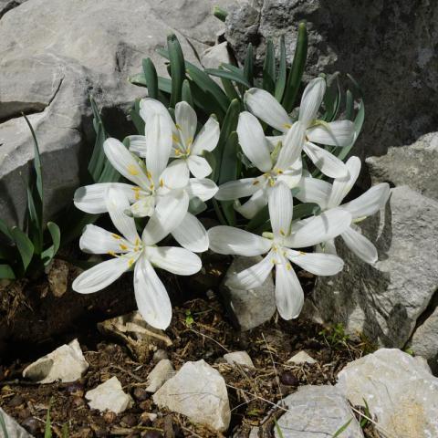 Sternbergia candida