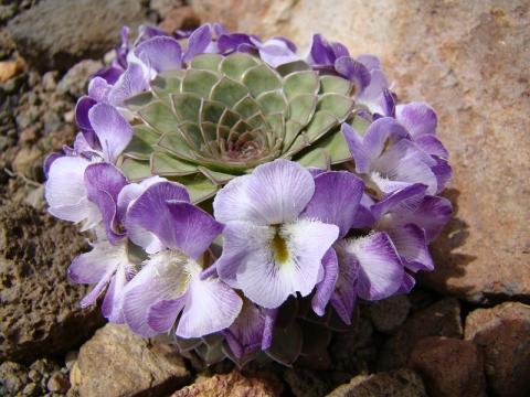 Viola cotyledon