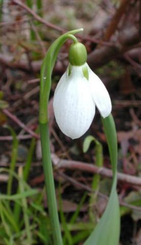 Galanthus elwesii, photo by Todd Boland