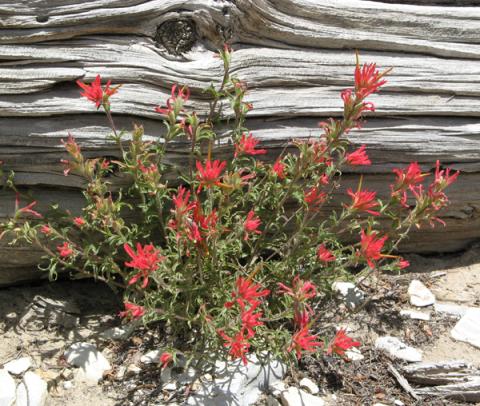 Castilleja applegatei