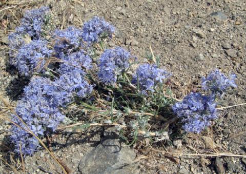 Erastrum densifolium