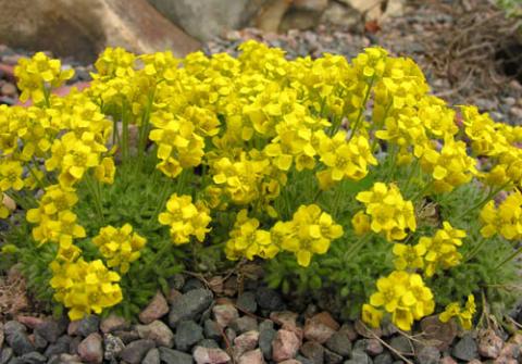 Draba polytricha; photo by Todd Boland