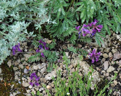 Oxytropis megalantha; photo by Todd Boland