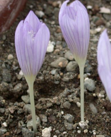 TÌNH YÊU CÂY CỎ ĐV 5 - Page 34 Crocus%20karduchorum