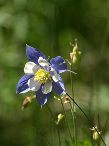 Aquilegia coerulea North American Rock Garden Society