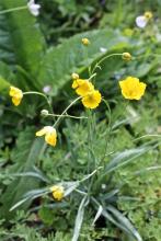 Ranunculus gramineus