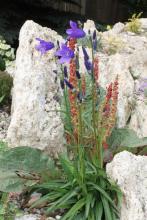 Campanula stevenii ssp. turczaninovii and Rheum rhizostachyum