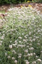 Antennaria umbrinella