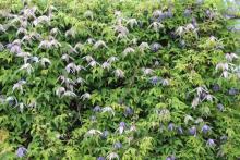 Clematis alpina 'Willy' and self-seeded blue Clematis alpina