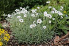 Achillea ageratifolia 