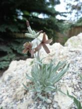 Mathiola anchonifolium