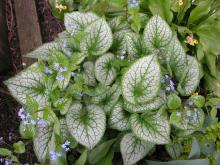 Brunnera macrophyllum 'Jack Frost', photo by Todd Boland