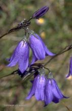 C. rotundifolia; photo by JR Manhart